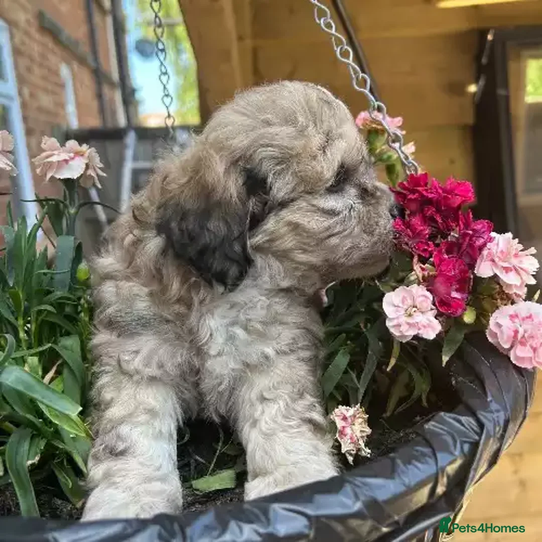 Shih Tzu dogs for sale: Playful dolly face Shih Tzu puppy looking  - Advert 3