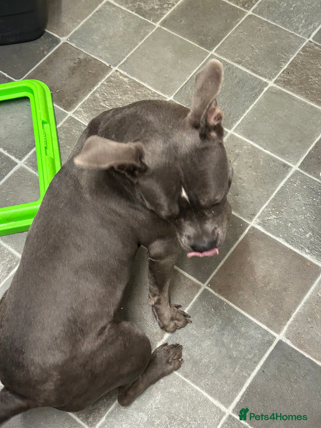 American Bully dogs for sale: Female bully  - Advert 6