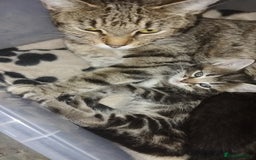 Mixed Breed cats for sale: Female tabby kitten - Image 4