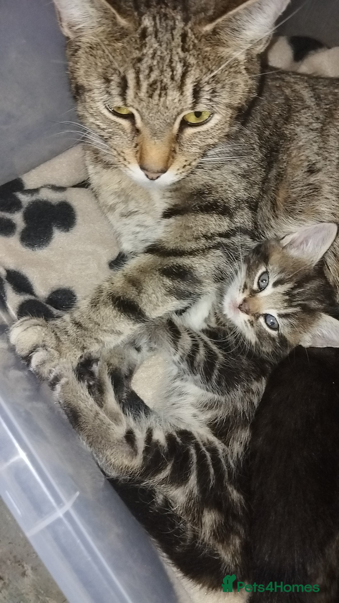Mixed Breed cats for sale: Female tabby kitten - Image 4