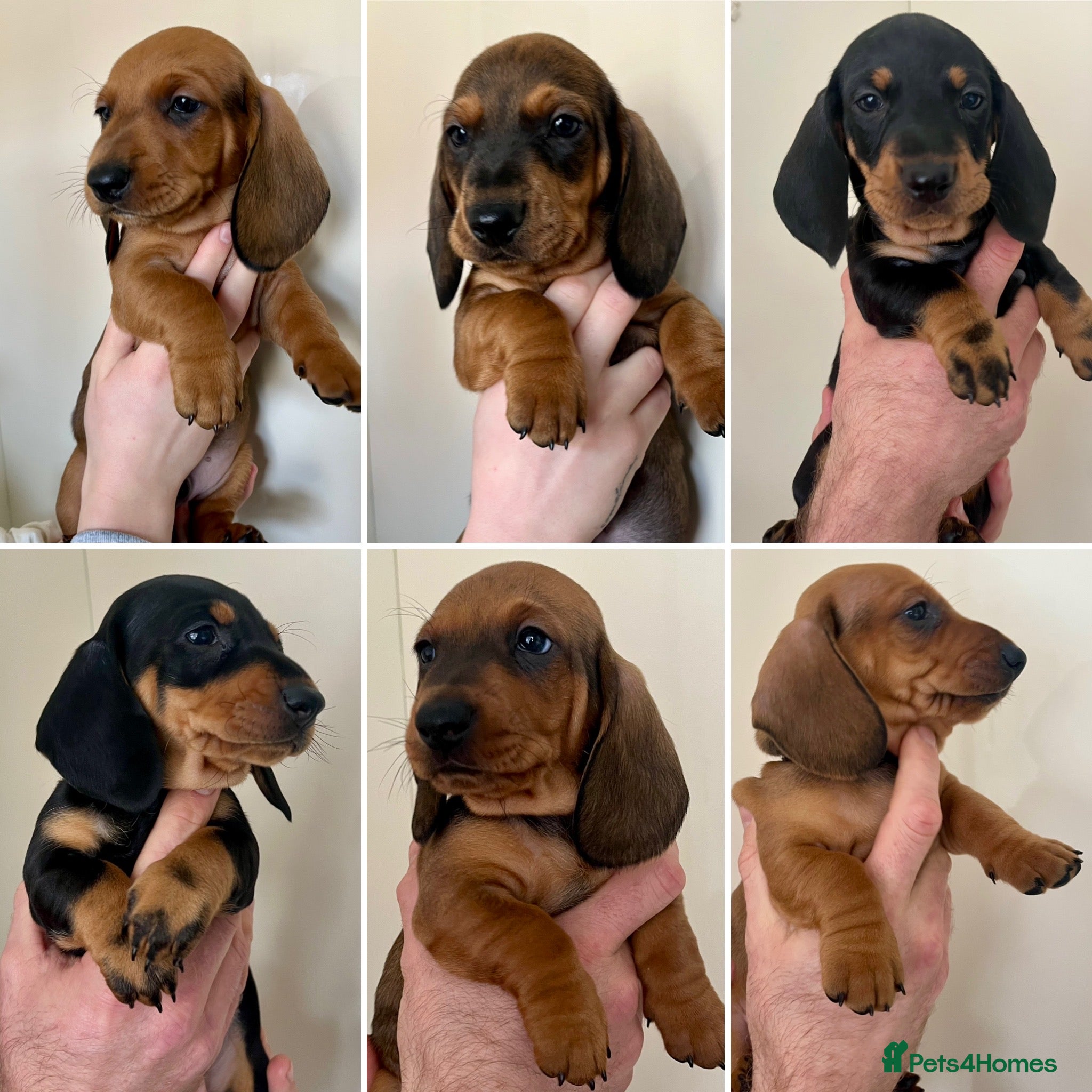 Dachshund dogs Standard Smooth Coat Dachshunds - Advert 2