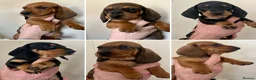 Dachshund dogs for sale: Standard Smooth Coat Dachshunds - Advert 6