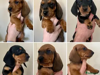 Dachshund dogs Standard Smooth Coat Dachshunds - Advert 2