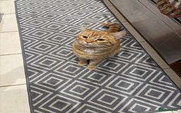 British Shorthair cats for sale: Beautiful ginger cat  - Image 3