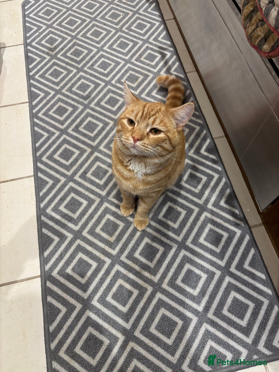 British Shorthair cats for sale: Beautiful ginger cat  - Image 3