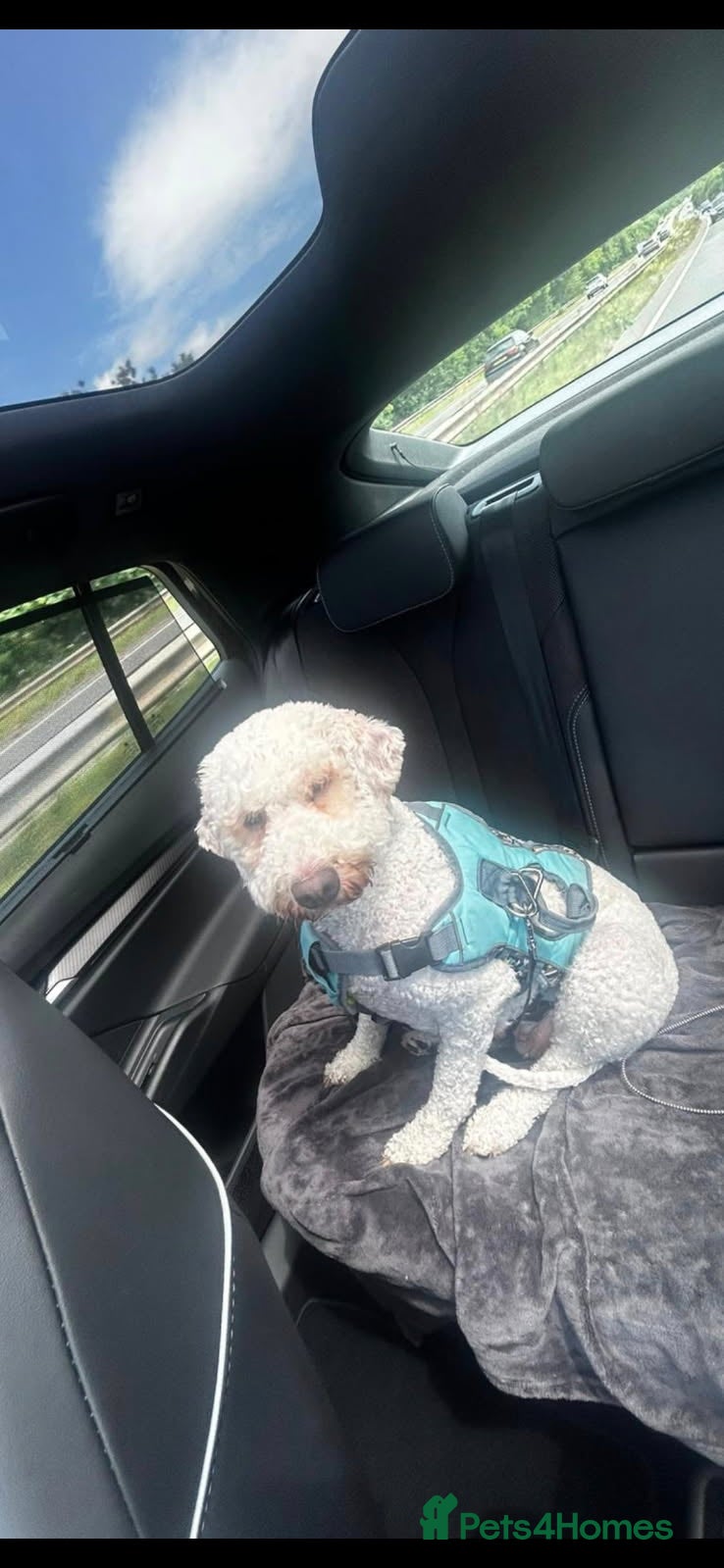 Labradoodle dogs Labradoodle  **  - Advert 10