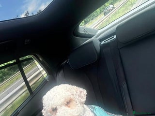 Labradoodle dogs Labradoodle 07594669372 - Advert 4