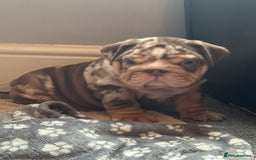 English Bulldog dogs for sale: English bulldog puppies - Image 34