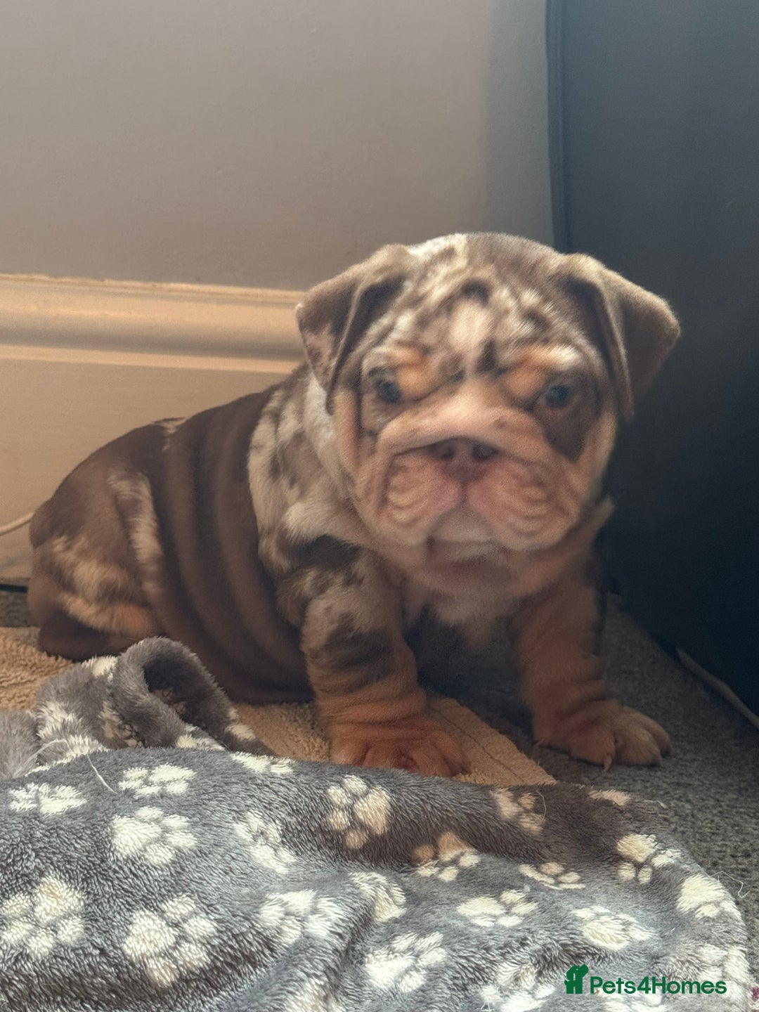 English Bulldog dogs for sale: English bulldog puppies - Image 34
