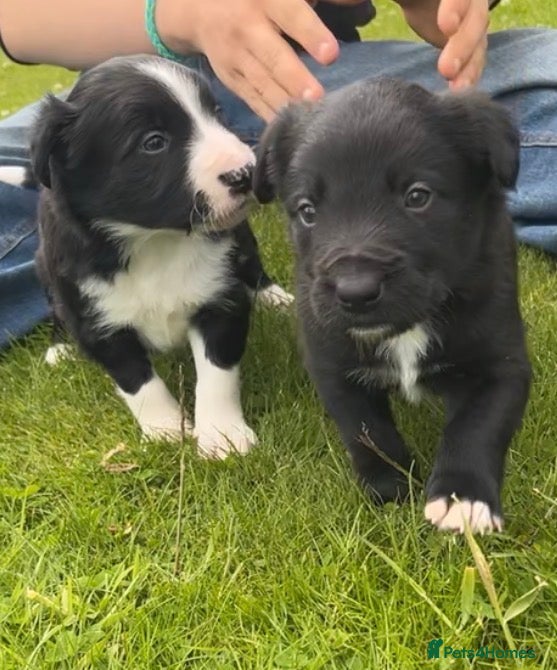 Mixed Breed dogs 2 gorgeous male pups  - Advert 16