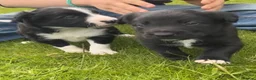 Mixed Breed dogs for sale: 2 gorgeous male pups  in Aboyne - Advert 1