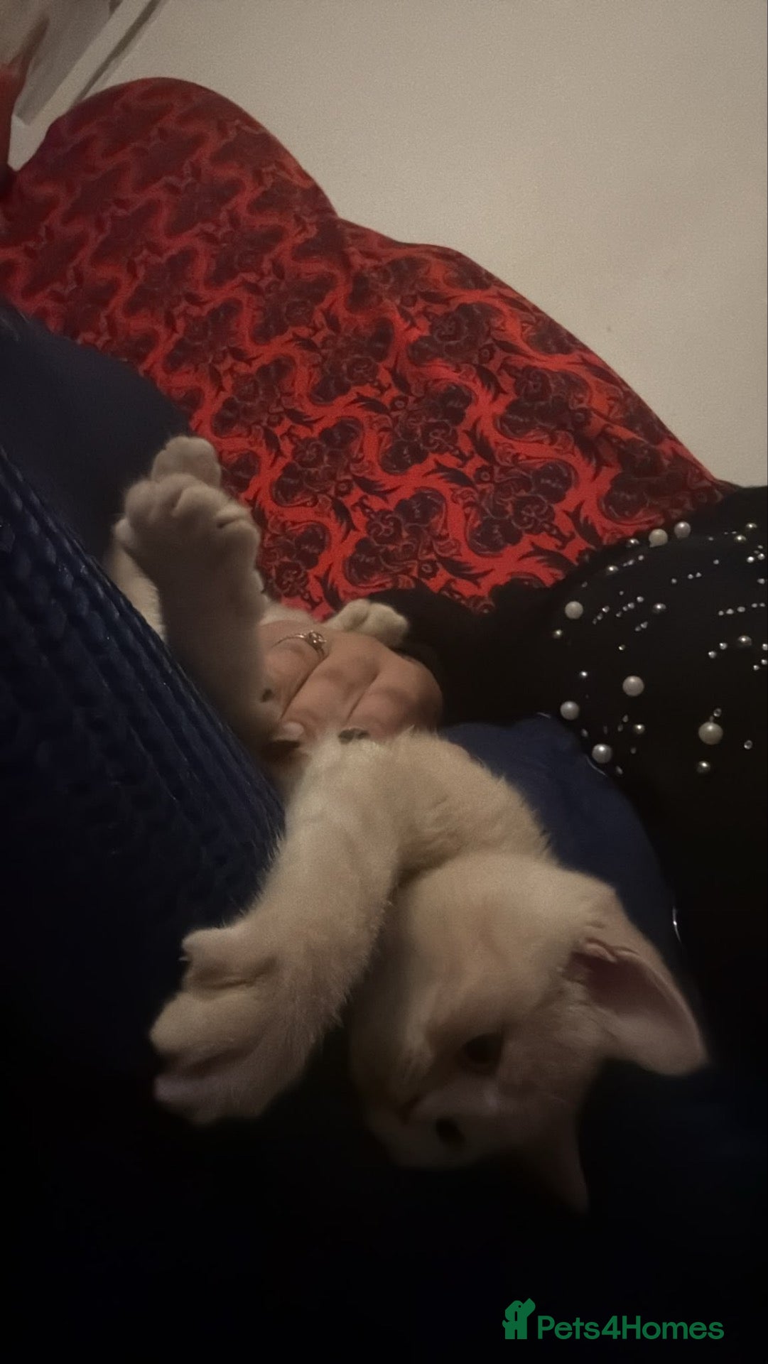 British Shorthair cats Kitten male bsh  - Advert 1