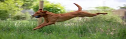 Labrador Retriever dogs for sale: Health Tested Beautifully Bred Labrador Puppies  in Southampton - Advert 18