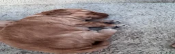 Cockapoo dogs for sale: Beautiful  F1 Cockerpoo pups  - Advert 7
