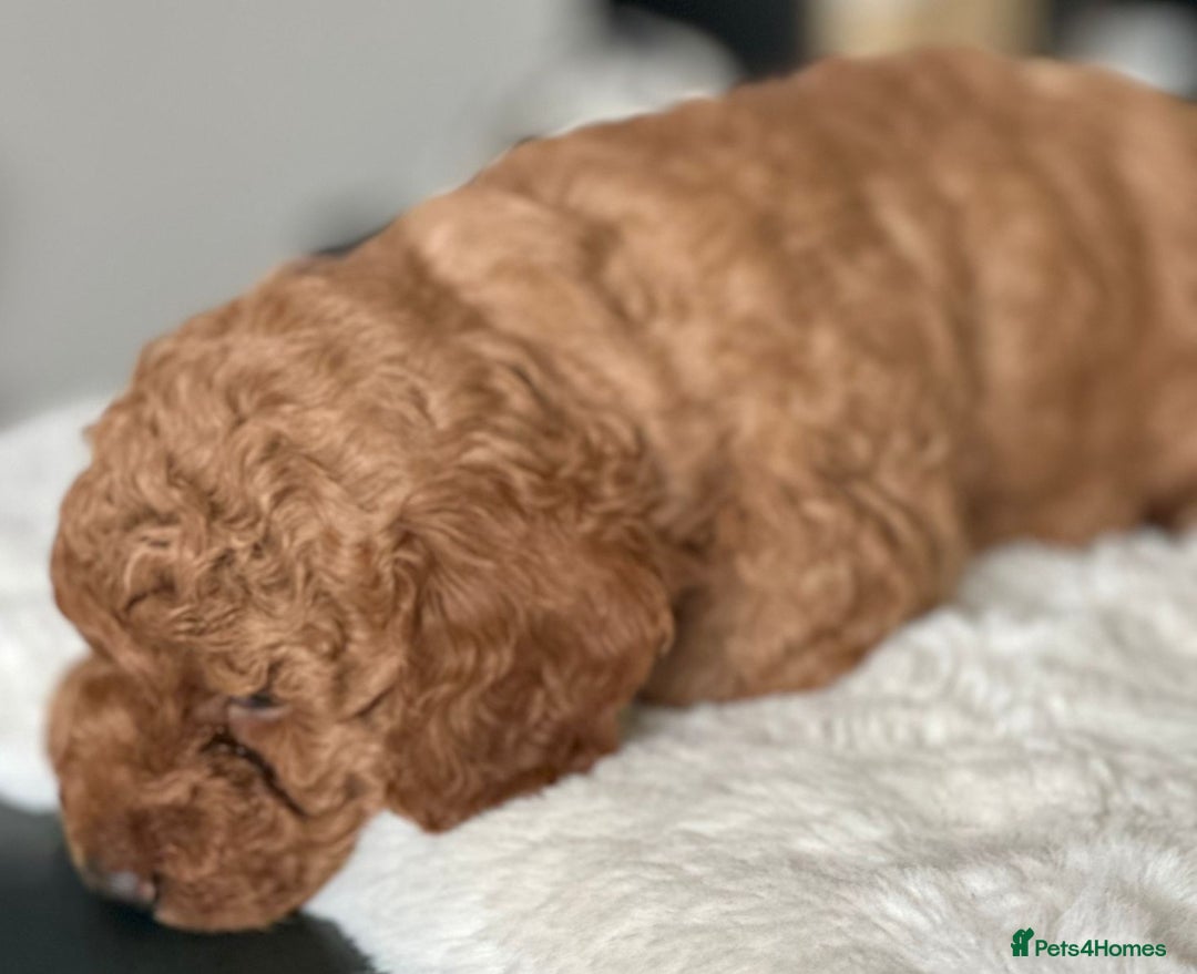 Cockapoo dogs for sale: Beautiful F1B Cockapoo Boys **1 Boy Now Reserved** - Image 6