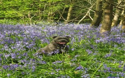 Staffordshire Bull Terrier dogs for sale: Twin large blue staffy boys - Image 1