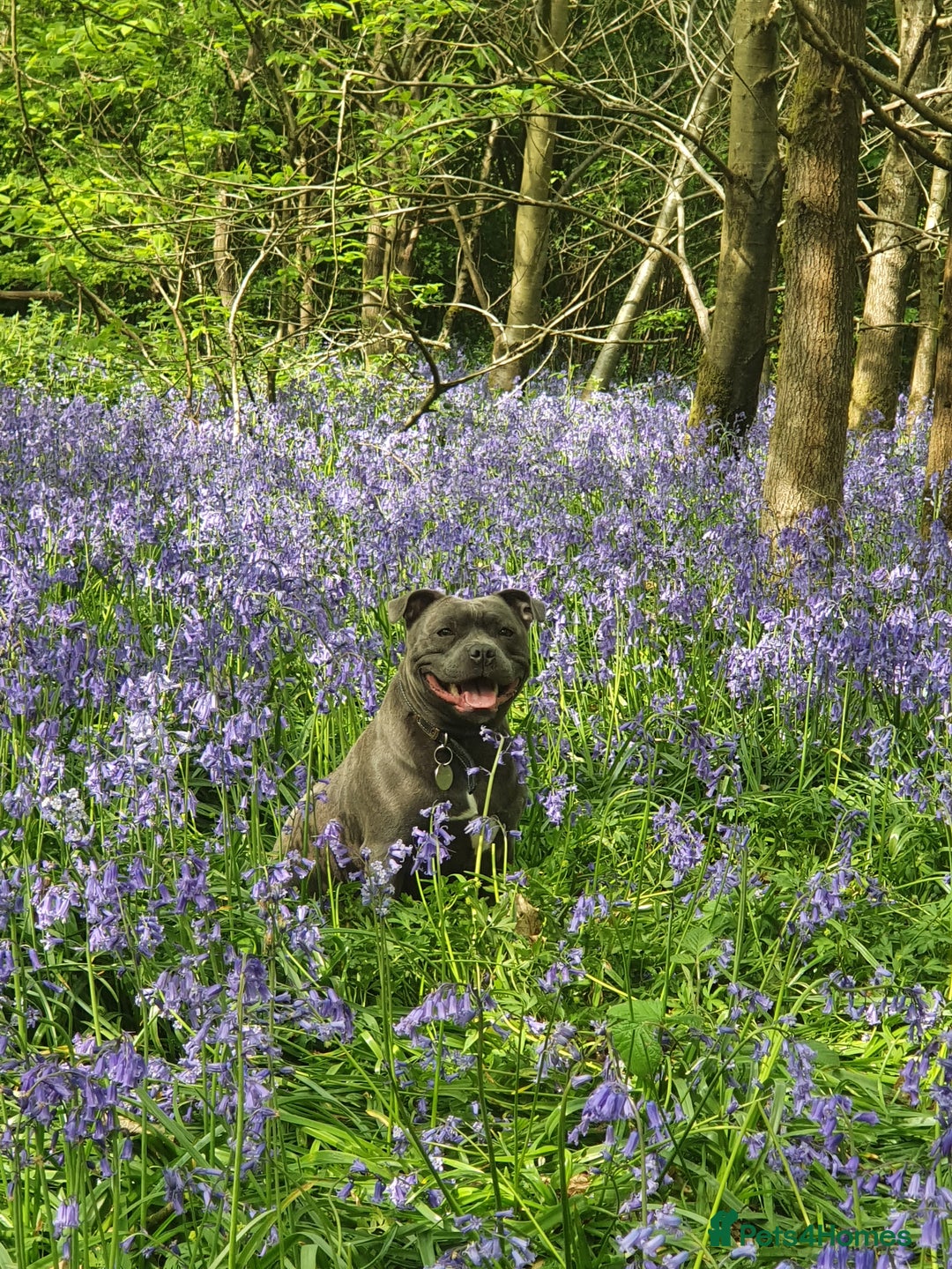 Staffordshire Bull Terrier dogs for sale: Twin large blue staffy boys - Image 1