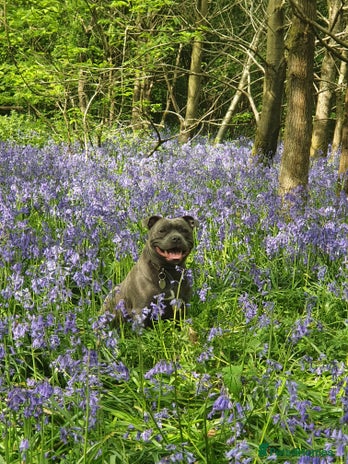 Staffordshire Bull Terrier dogs - Advert 3
