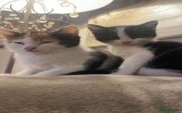 Mixed Breed cats for sale: 3 kittens for sale.  - Image 14