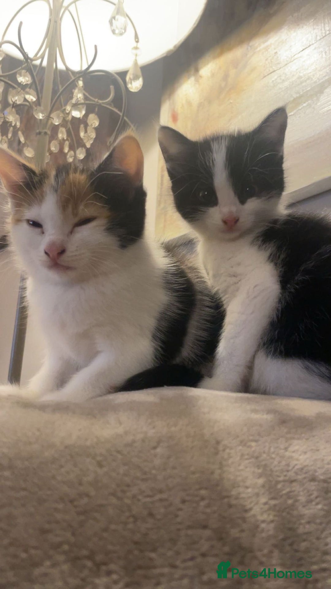 Mixed Breed cats for sale: 3 kittens for sale.  - Image 14