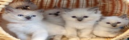 Ragdoll cats for sale: 🐾 1 Ragdoll Kitten (F) Left! - Parents GCCF 🐾 - Advert 2