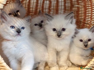 Ragdoll cats 🐾 5 Beautiful Ragdoll Kittens - Parents GCCF 🐾 - Advert 6