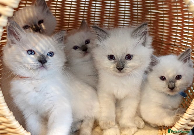 Ragdoll cats 🐾 5 Beautiful Ragdoll Kittens - Parents GCCF 🐾 - Advert 7