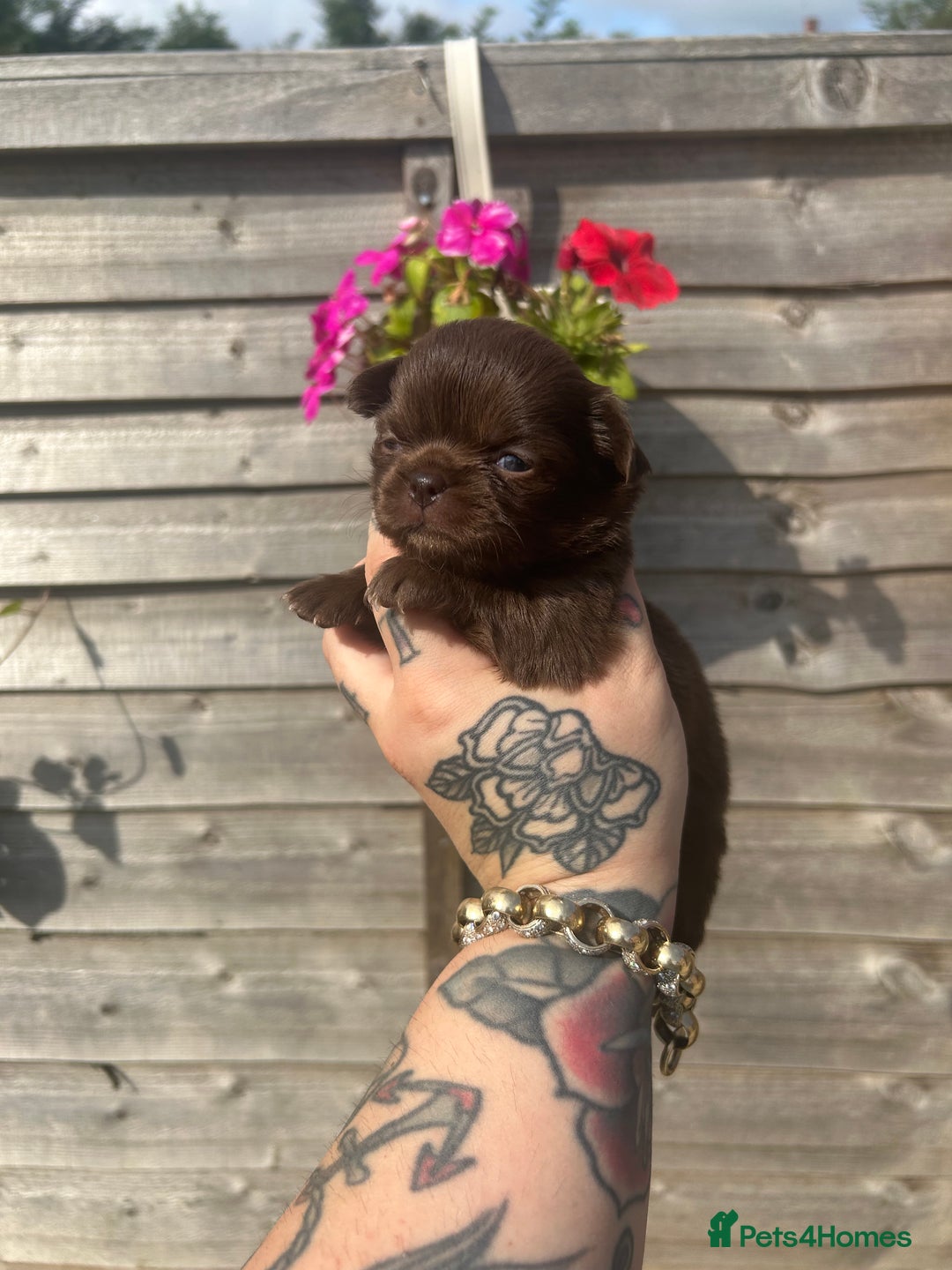 Chihuahua dogs for sale: Beautiful chocolate Chihuahua puppies  - Image 3