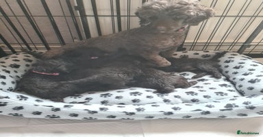 Miniature Poodle dogs - Advert 15