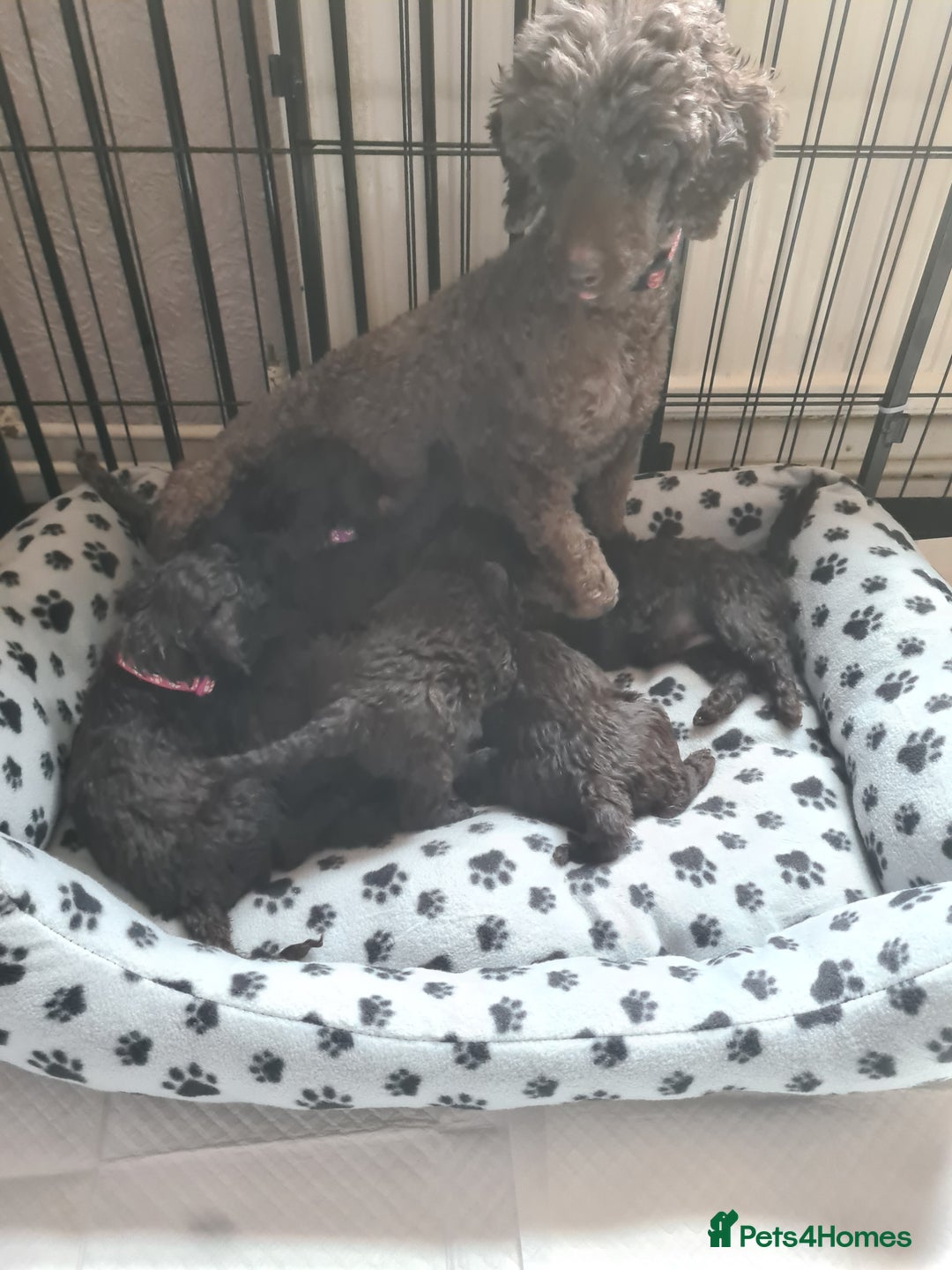 Miniature Poodle dogs for sale: Top Brown Miniature Poodles - Image 3