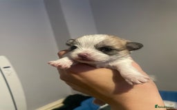 Mixed Breed dogs for sale: Maltese x chihuahua puppies for sale  - Image 7