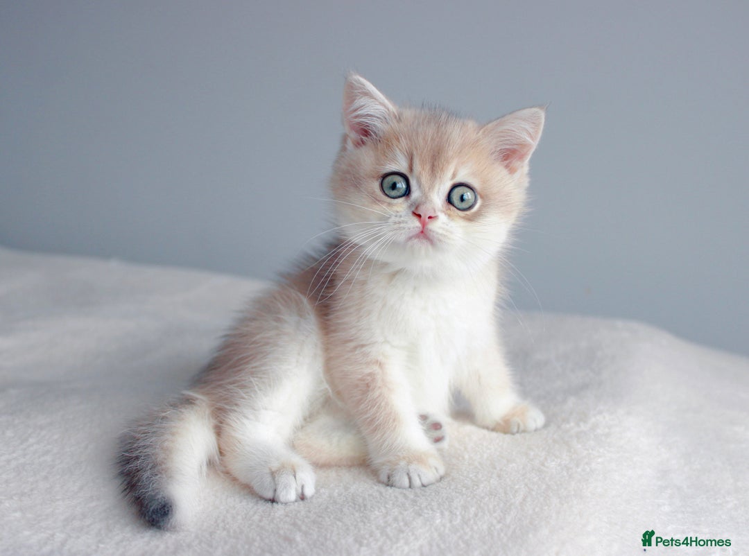 British Shorthair cats for sale: Champion Bloodline Golden Babies  - Image 7