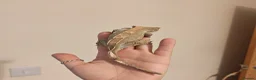 Gecko reptiles for sale: 4x Crested Geckos + Viv in Coalville - Advert 9