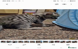 Bengal cats for sale: Bengala - Image 12