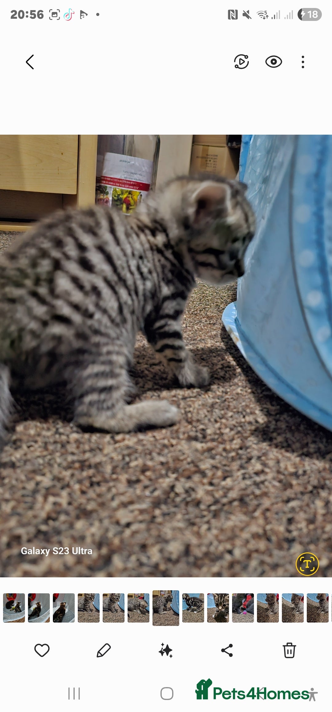 Bengal cats for sale: Bengala - Image 12