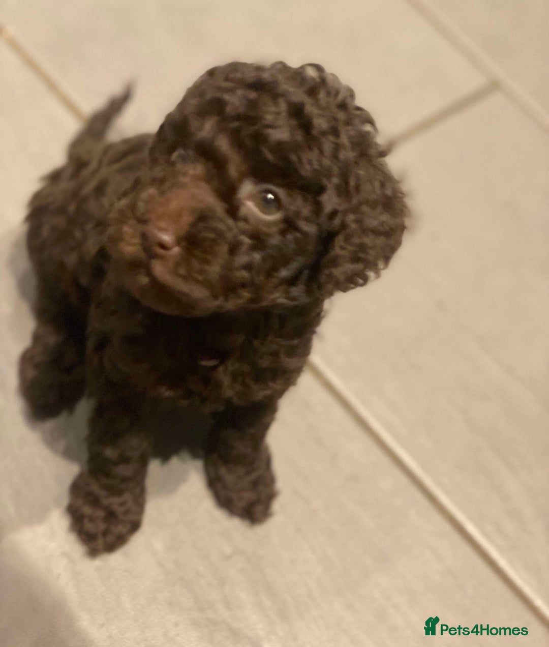 Toy Poodle dogs for sale: One Kc phantom toy poodle left- ready now!  - Advert 7