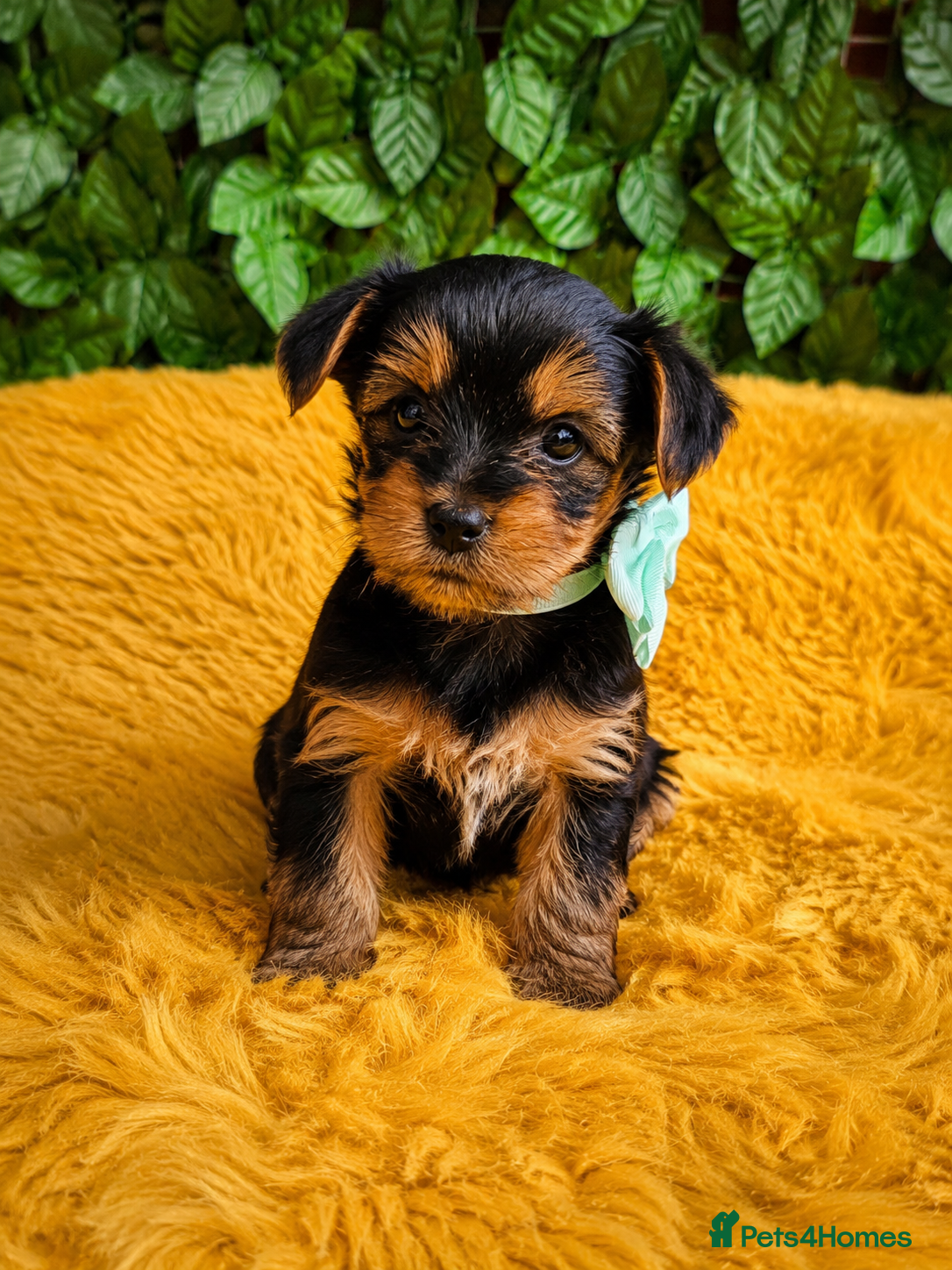 Yorkshire Terrier dogs Pure Bread Perfect looking Yorkshire Terrier Pups - Advert 2