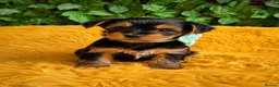 Yorkshire Terrier dogs for sale: Purebred Yorkshire Terrier Puppies Vaccinated  - Advert 16