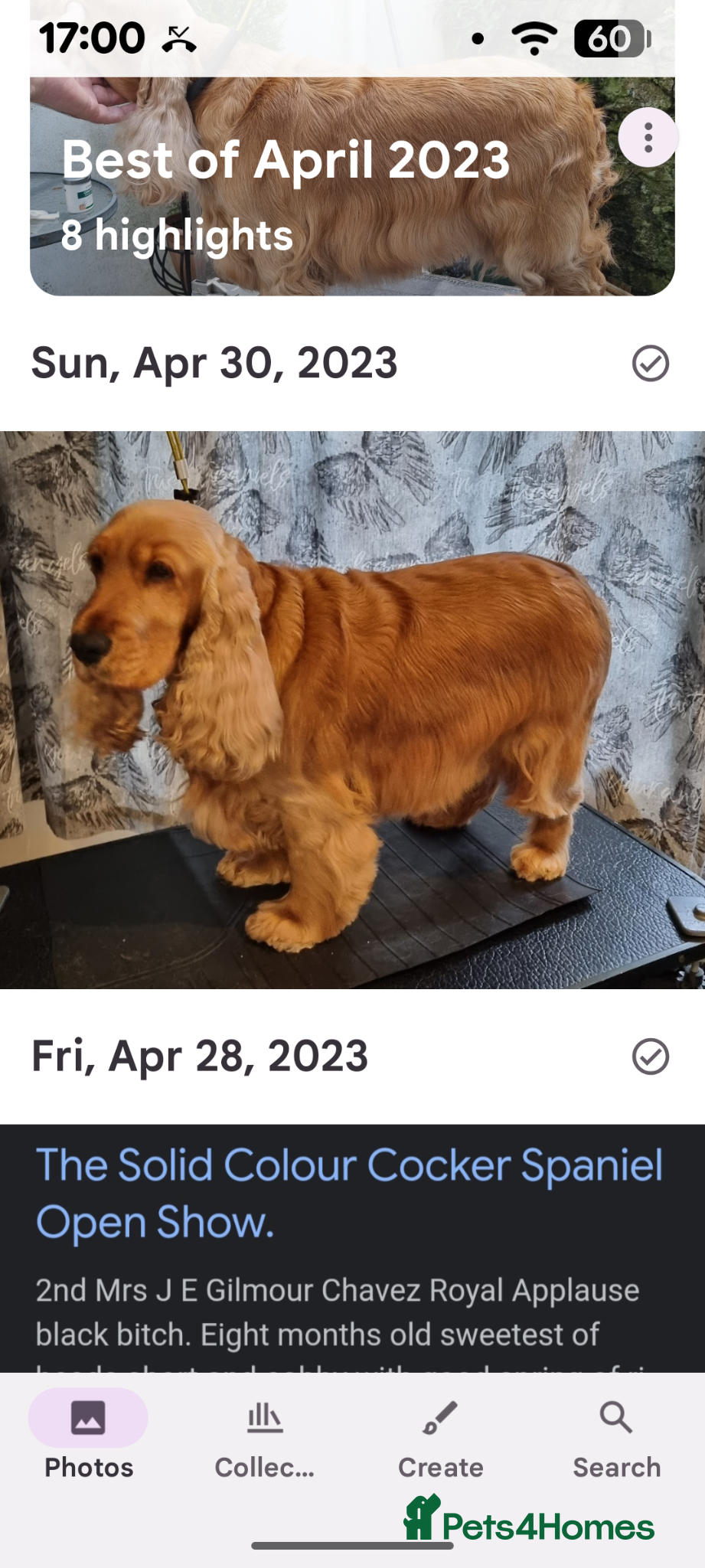 Cocker Spaniel dogs KC Registered Show Type Cocker Spaniels  - Advert 14