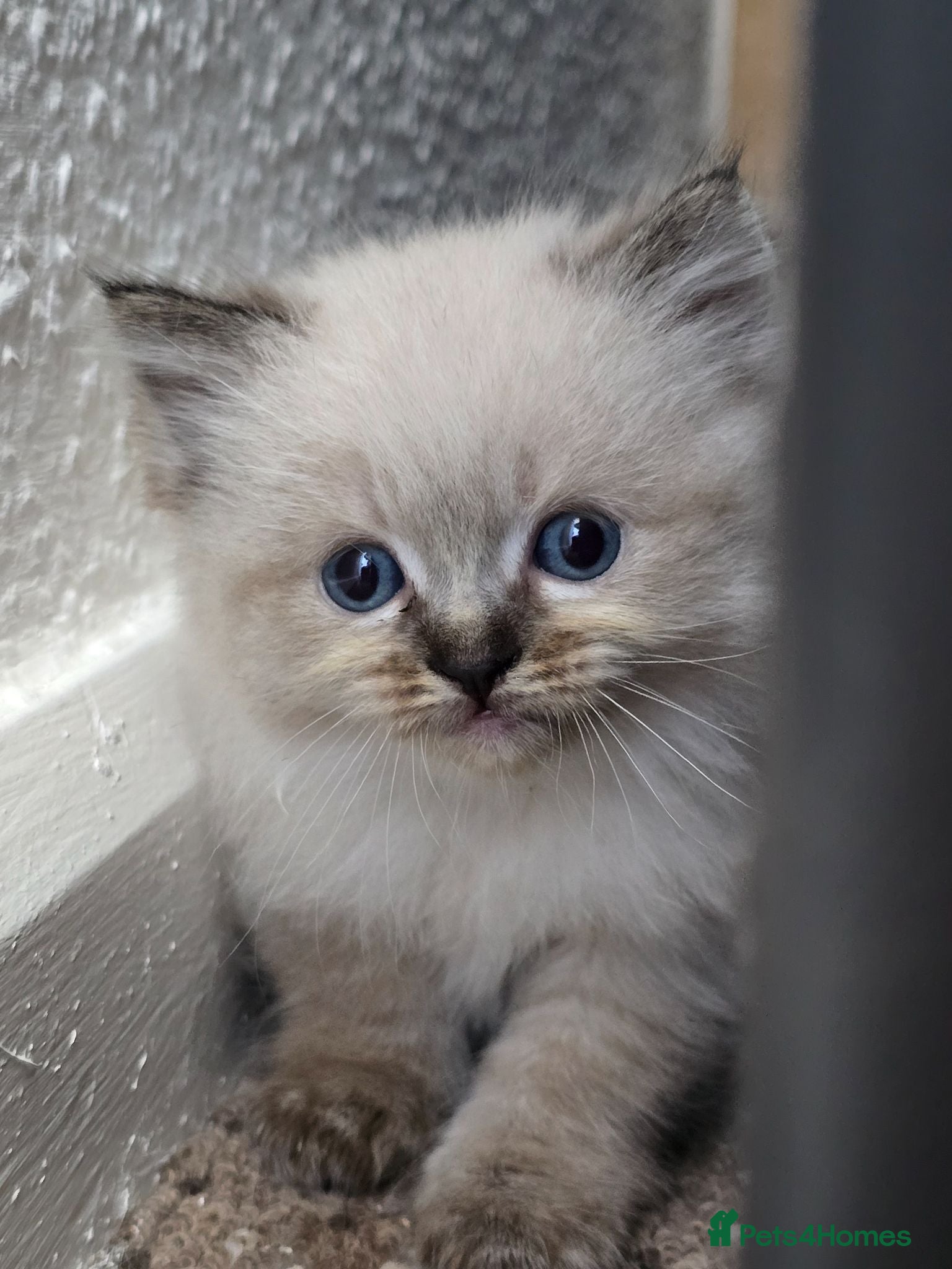 Ragdoll cats Pure Ragdoll kittens  - Advert 1