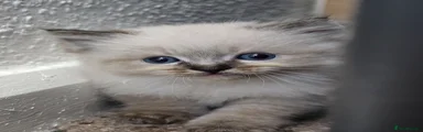 Ragdoll 2
