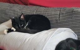 Domestic Shorthair cats for sale: 4 beautiful ladies needing new homes - Image 7