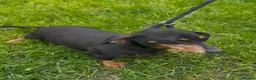 Miniature Dachshund dogs for sale: Mini Dashchound female 5years old looking new home - Advert 3