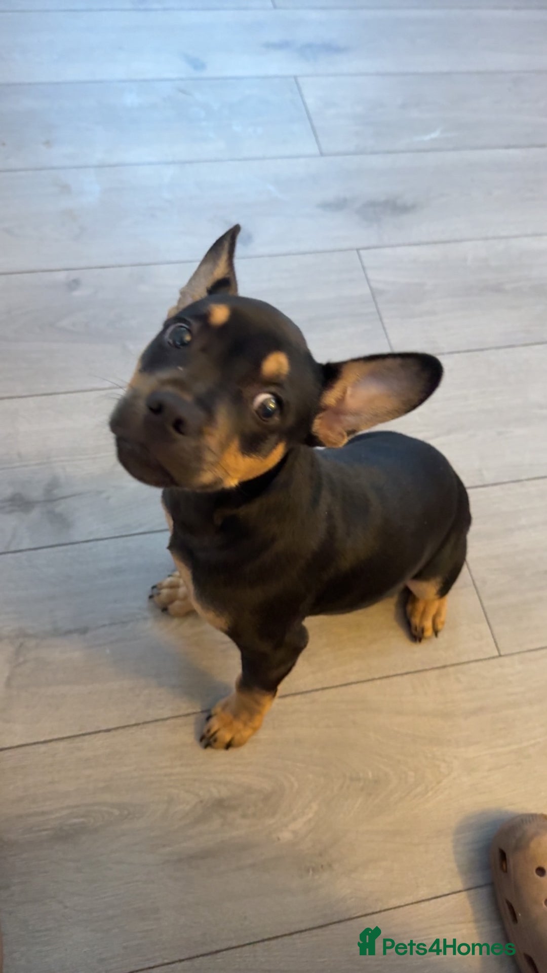 Mixed Breed dogs for sale: Kye 16 weeks old  - Image 3