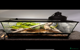 Boa Snake reptiles for sale: Brazilian Rainbow Boa  - Image 7