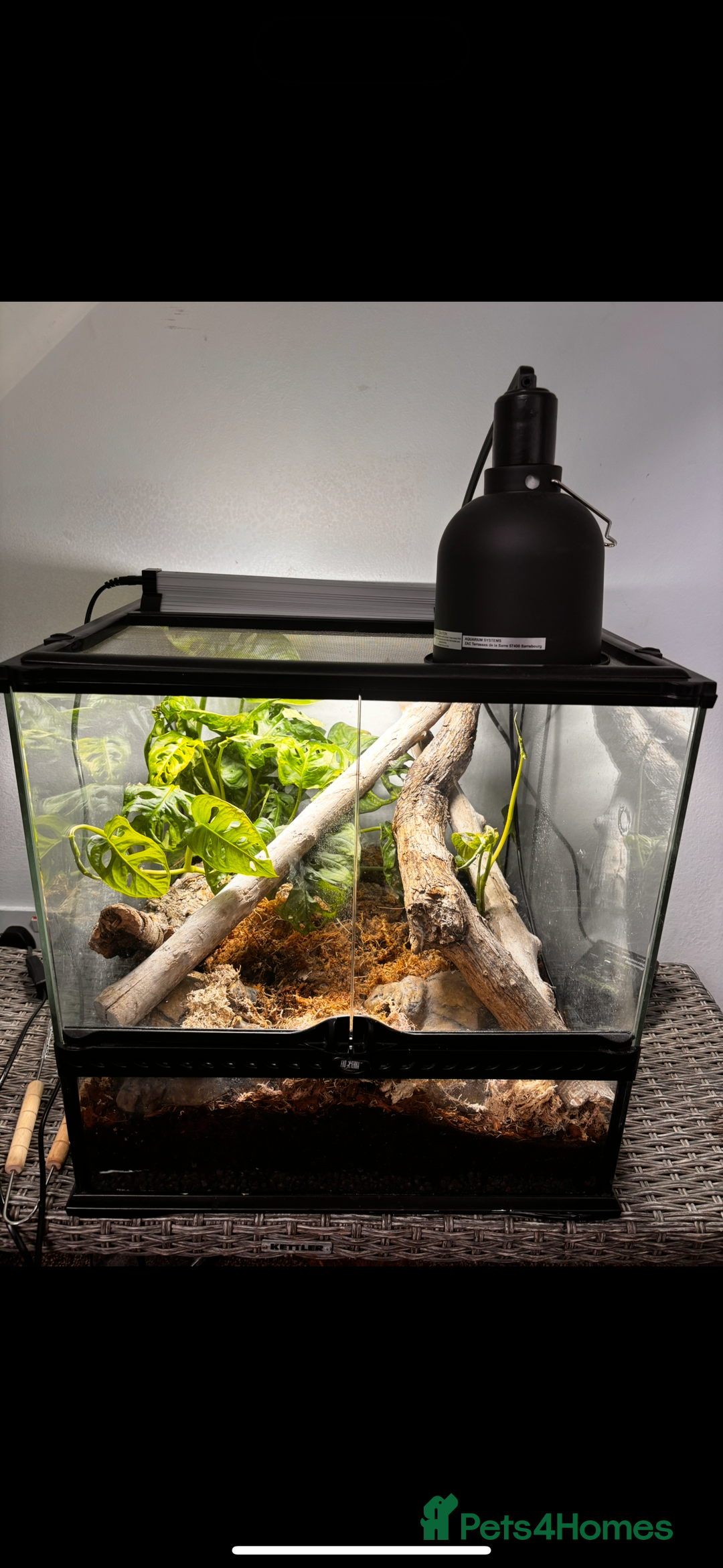 Boa Snake reptiles for sale: Brazilian Rainbow Boa  - Image 7