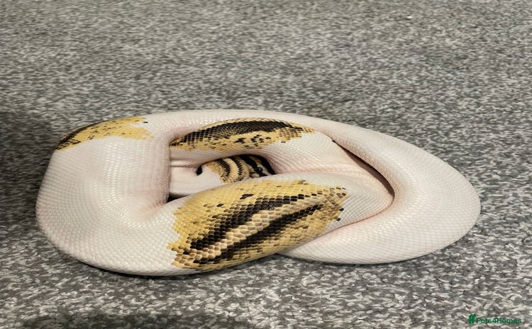 Python Snake reptiles - Advert 4