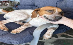 Mixed Breed dogs for adoption: Terry needs a loving home  - Image 3