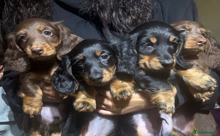 Miniature Dachshund dogs Stunning top quality miniature dachshund babies  - Advert 13