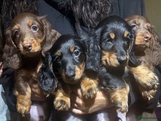 Miniature Dachshund dogs Stunning top quality miniature dachshund babies - Advert 11
